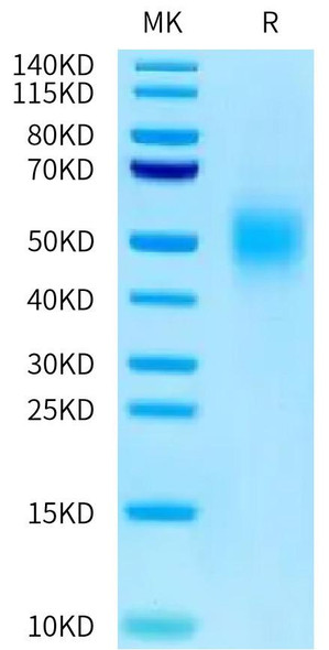 Recombinant Human CEACAM5/CEA/CD66e (323-500) Protein (RPCB0643)