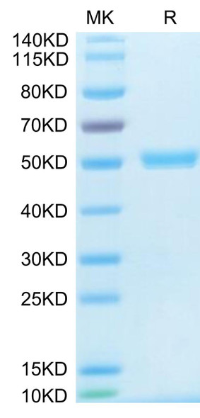 Recombinant Human CD40 Ligand/TNFSF5 Trimer Protein (RPCB0686)