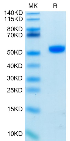 Biotinylated Recombinant Human LEU3/CD4 Protein (RPCB0723)