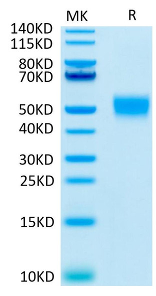 Recombinant Human CD24 Protein (RPCB0726)
