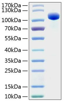 Recombinant Human EphB4/HTK Protein (RPCB0813)