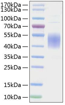 Recombinant Mouse B7-1/CD80 Protein (RPCB0863)