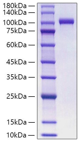 Recombinant Human MPO Protein (RPCB0865)
