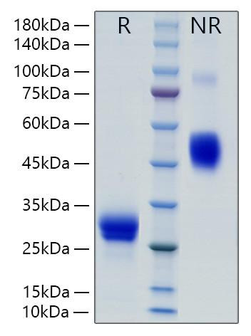 Recombinant Rat VEGF-A/VEGF164 Protein (RPCB0889)