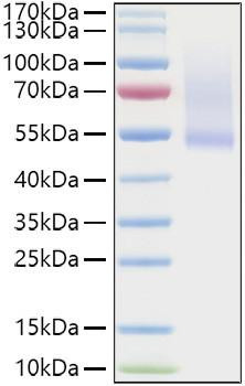 Recombinant Human Decorin/PG-S2/DCN Protein (RPCB0895)