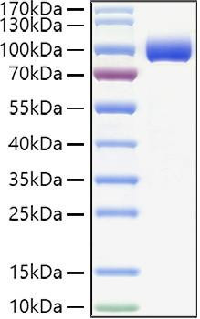 Recombinant Human PIgR Protein (RPCB0911)