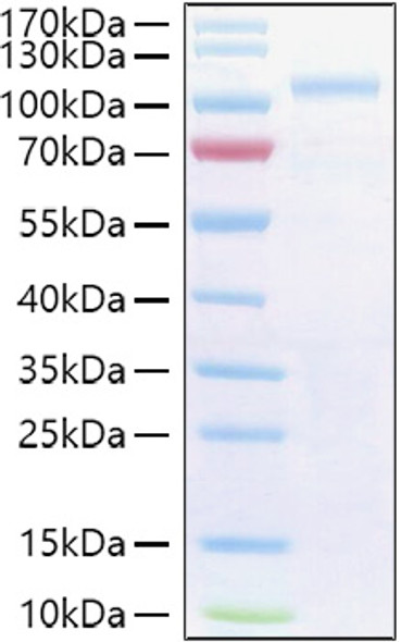 Recombinant Human Semaphorin-3G/SEMA3G Protein (RPCB0978)
