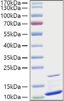 Recombinant Human CXCL3/GRO-gamma/MIP2-beta Protein (RPCB0979)