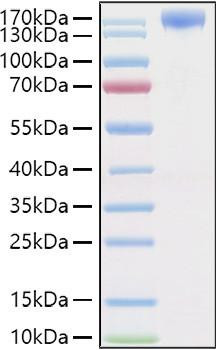 Recombinant Human VEGFR-2/KDR/CD309 Protein (RPCB0983)