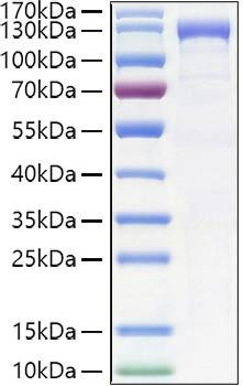 Recombinant Human CDH6/K-Cadherin Protein (RPCB0989)