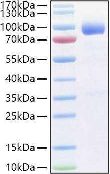 Recombinant Human IL-1R3/IL-1RAcP/IL1RAP Protein (RPCB0992)