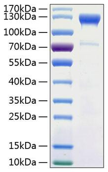 Recombinant Human Semaphorin-4D/SEMA4D/CD100 Protein (RPCB0994)