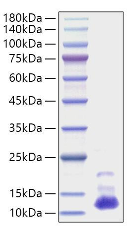 Recombinant Human CXCL7/PPBP Protein (RPCB1015)
