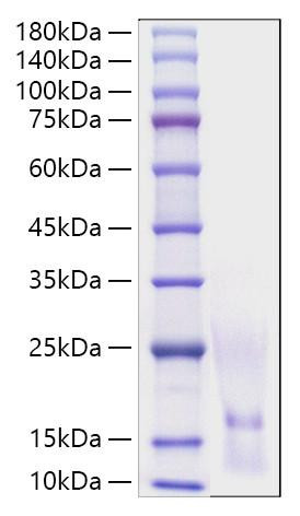 Recombinant Human CCL1/I-309 Protein (RPCB1021)