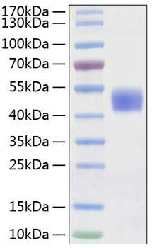 Recombinant Human CD24 Protein (RPCB1032)