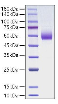 Recombinant Rat CD47 Protein (RPCB1033)