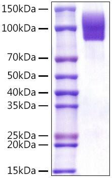 Recombinant Human SR-D1/CD68 Protein (RPCB1061)