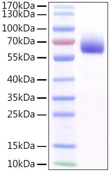 Recombinant Mouse FGFR-1/CD331 Protein (RPCB1065)