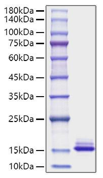 Recombinant Mouse CCL6 Protein (RPCB1072)