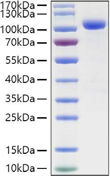 Recombinant Human LILRB2/ILT-4/CD85d Protein (RPCB1145)
