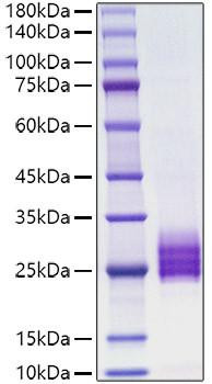 Recombinant human IL-25/IL-17E Protein (RPCB1160)