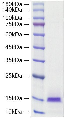 Recombinant Human BCEI/PS2/TFF1 Protein (RPCB1200)