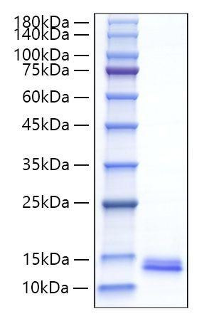 Recombinant Mouse CCL22/MDC Protein (RPCB1268)