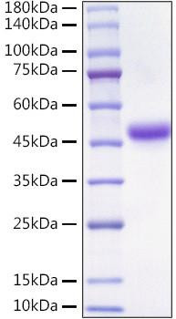Recombinant Mouse Alpha-2-MRAP/LRPAP1 Protein (RPCB1274)