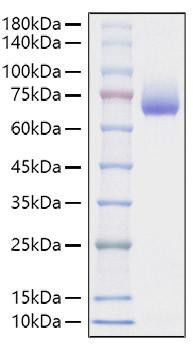 Recombinant Mouse SLAMF2/CD48 Protein (RPCB1279)