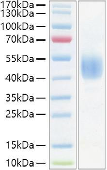 Recombinant Mouse CD24 Protein (RPCB1284)