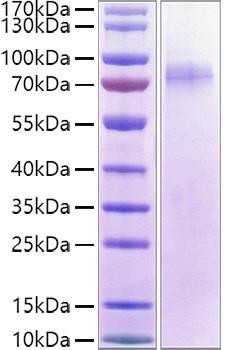 Recombinant Human LILRA1/LIR-6/CD85i Protein (RPCB1293)