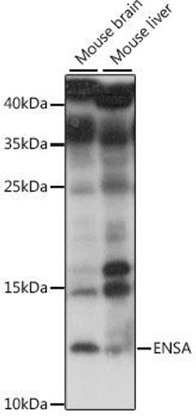 Anti-ENSA Antibody (CAB15665)