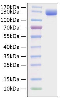 Recombinant Mouse VCAM-1/CD106 Protein (RPCB1318)