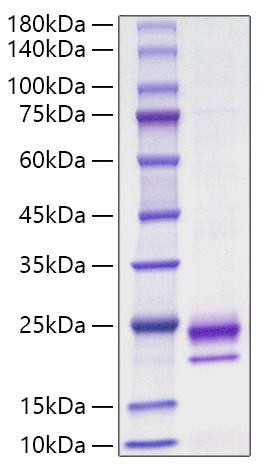 Recombinant Mouse IL-36 gamma/IL-1F9 Protein (RPCB1343)
