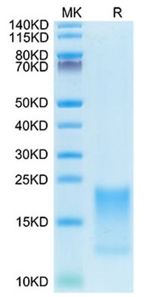 Recombinant Cynomolgus TNFRSF13C/BAFFR/CD268 Protein (RPCB1344)