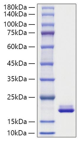 Recombinant Mouse MYDGF Protein (RPCB1371)