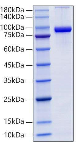 Recombinant Mouse sTfR/CD71 Protein (RPCB1443)