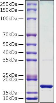 Recombinant Monkeypox virus L1R Protein (RPCB1447)