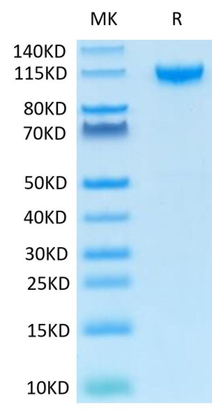Recombinant Human IL-27RA/TCCR Protein (RPCB1450)
