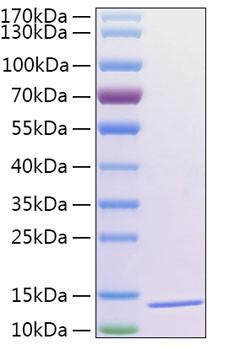 Recombinant Human Thioredoxin-2/MTRX/TXN2 Protein (RPCB1461)