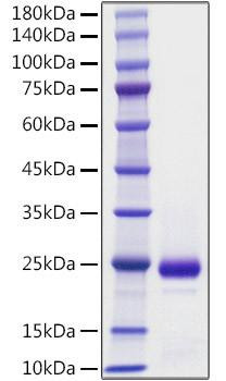 Recombinant Mouse IFN-alpha 2 Protein (RPCB1521)