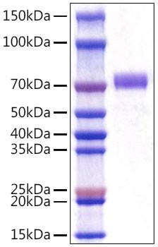 Recombinant Mouse CD5 Protein (RPCB1532)