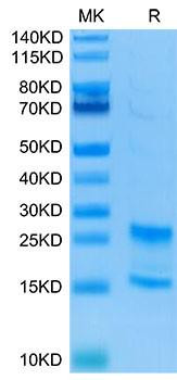 Recombinant Human IL-17A&IL-17F Protein (RPCB1566)