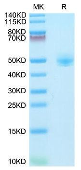 Recombinant Rhesus macaque LEU3/CD4 Protein (RPCB1579)