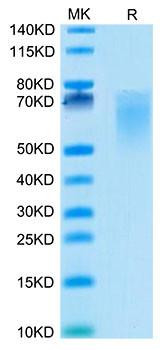 Recombinant Cynomolgus B7-2/CD86 Protein (RPCB1580)