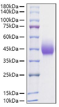 Recombinant Rat B7-H1/PD-L1/CD274 Protein (RPCB1617)