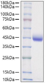 Recombinant Mouse Nectin-2/PVRL2/CD112 Protein (RPCB1638)
