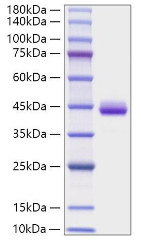 Recombinant Human CXCL1/GRO-alpha Protein (RPCB1682)