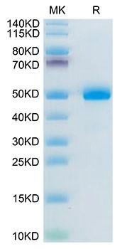 Recombinant Mouse BAMBI Protein (RPCB1693)