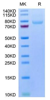 Recombinant Human LRRC15/LIB Protein (RPCB1697)